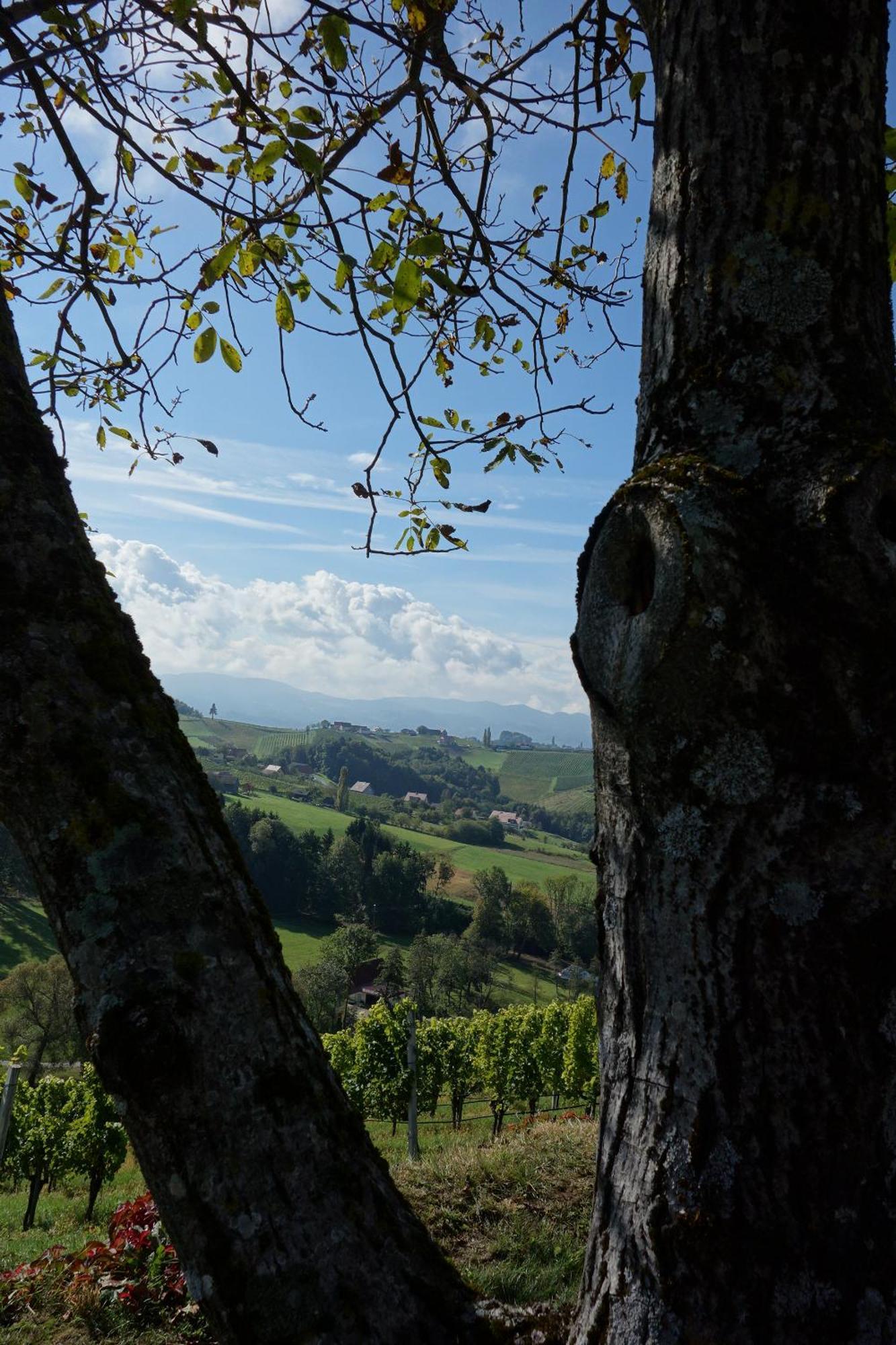 Das Weinberghaus Ratsch an der Weinstraße Exterior foto